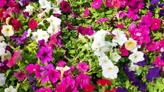 petunia flower pot in garden. pink flower 
