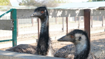 emu ostrich in the ostrich farm