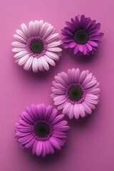 Fototapeta premium Four vibrant gerbera daisies in shades of pink and purple on a matching pink background creating a soft floral beauty