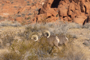 Desert Bighorn Sheep Rams in the Nevada Desert in Winter