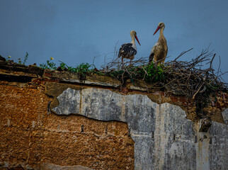 storks in nest