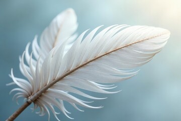 Delicate white feather texture, intricate pattern , wing, minimal, canvas