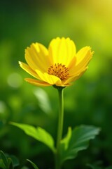 Obraz premium Golden buttercup bathed in sunlight, lush green background, nature's beauty , photography, wildflower