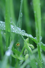 dew on grass, spring grass, water drops, rain weather