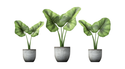 Elephant Ear Plant in Pot Set in Three Different Poses on Transparent Background for Botanical Illustrations, Home Decor, or Gardening Projects