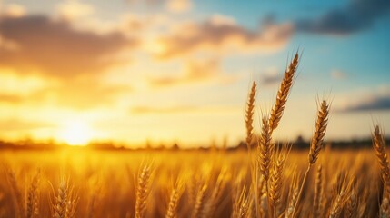 Naklejka premium Golden wheat field at sunset with vibrant sky and fluffy clouds.