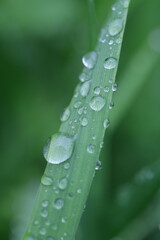 dew on grass, spring grass, water drops, rain weather