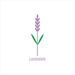 Lavender Vector Illustration Minimalist Line Art with Color on White Background Flat Design Clipart.