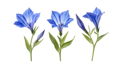 Gentian Set in Three Different Poses on Transparent Background for Botanical Illustrations, Herbal Medicine, or Nature-Inspired Art