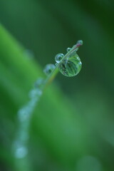 dew on grass, spring grass, water drops, rain weather