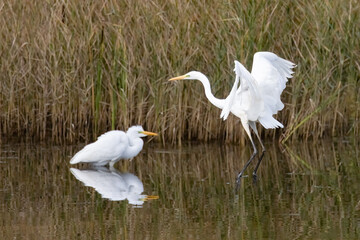 Great Egret