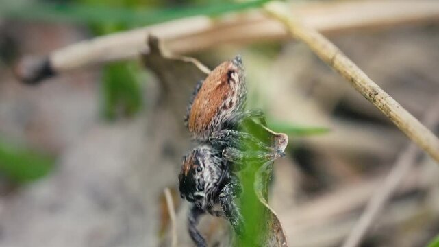 Jumping Spider with Big Eyes on Grass and Branches in Slow Motion Macro Shot.