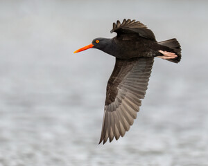 Black Oystercatcher (Haematopus bachmani) in flight