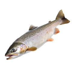Obraz premium Sea fish fresh, isolate on transparent background