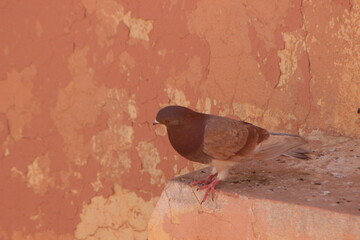 A brown pigeon perched on a house