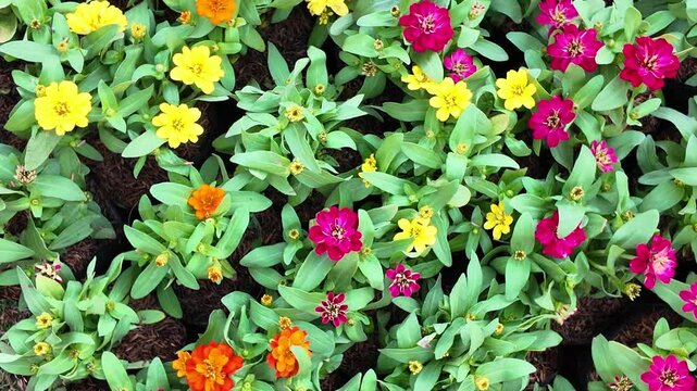 Common Zinnia or Zinnia elegans is one of the most famous flowering annuals of the genus Zinia