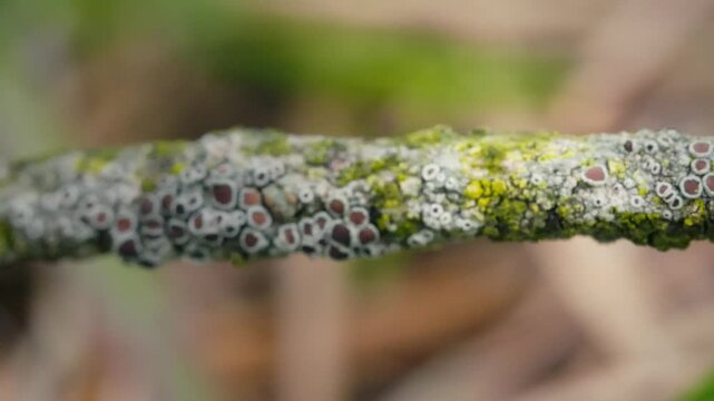 Jumping Spider in Grass and Twigs Captured in Stunning Macro Shot
