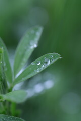 dew on grass, spring grass, water drops, rain weather