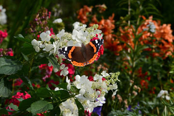 Schmetterling 1362 © K.-U. Häßler
