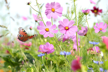 Schmetterling 1288 © K.-U. Häßler