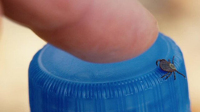 Ixodid Tick Crawling on Bottle in Forest with Human Finger Approaching