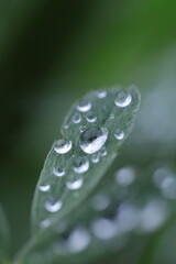 dew on grass, spring grass, water drops, rain weather