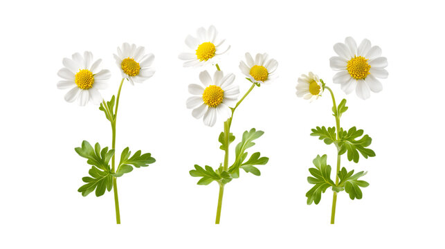 Feverfew Set in Three Different Poses on Transparent Background for Medicinal Herbs, Natural Remedies, or Floral Illustrations