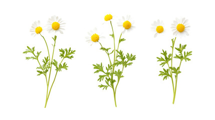 Fototapeta premium Feverfew Set in Three Different Poses on Transparent Background for Medicinal Herbs, Natural Remedies, or Floral Illustrations