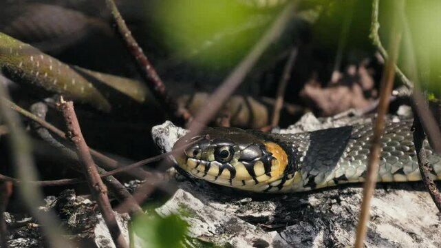 Common Grass Snakes, Natrix natrix, Basking on a Spring Day