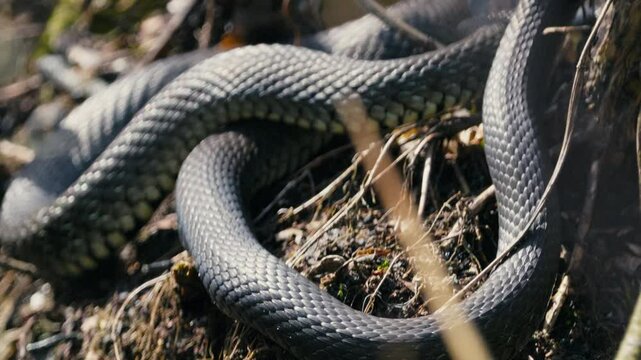 Grass Snakes Warming Together in Spring Sunlight