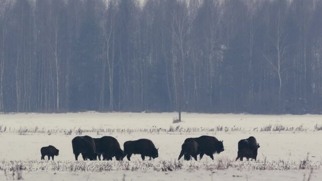 European Bison Herd Moving Across Snowy Field in Belarus
