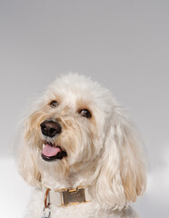Closeup Portrait of Small White dog on white background