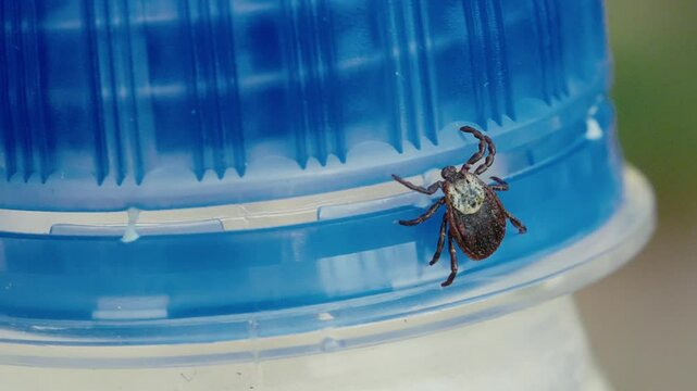 Ixodid Tick Crawling on Bottle in Forest