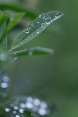 dew on grass, spring grass, water drops, rain weather