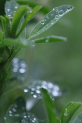 dew on grass, spring grass, water drops, rain weather