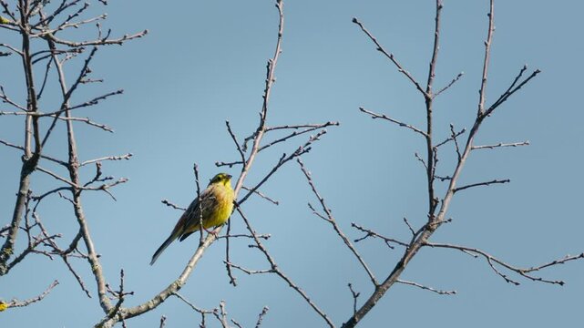 Yellowhammer Singing on Tree in Spring Forest, Emberiza citrinella