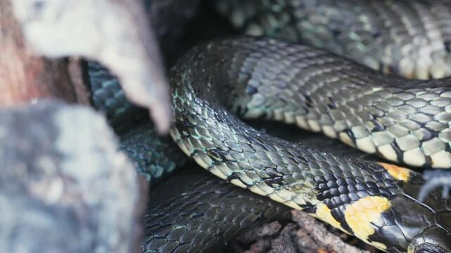 Common Grass Snakes, Natrix natrix, Basking on a Spring Day