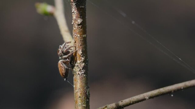 Jumping Spider Attacks and Eats Smaller Spider in Slow Motion Macro Shot