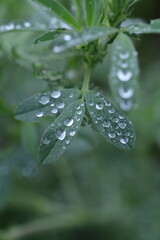 dew on grass, spring grass, water drops, rain weather