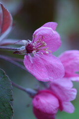 Obraz premium close up of a pink flower, spring flowers in the garden