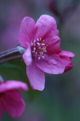 close up of a pink flower, spring flowers in the garden