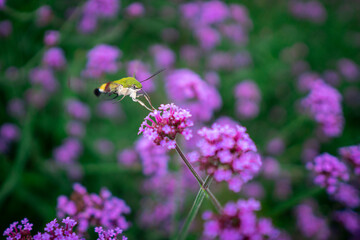 bee on lavender