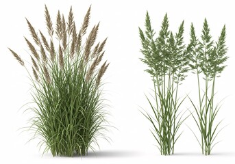 Green grass isolated on white