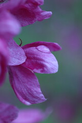 close up of a pink flower