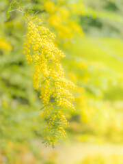 春の公園や花壇を彩るミモザのある風景。眩しい日差しでボケた景色。ぼんやりした花畑のイメージ。