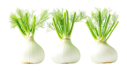 Fennel Set in Three Different Poses on Transparent Background for Cooking Ingredients, Health Benefits, or Vegan Food Illustrations