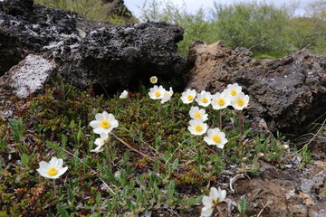 delicate flowers of mountain avens growing on rugged lava rocks