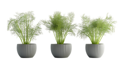 Fennel Plant in Pot Set in Three Different Poses on Transparent Background for Gardening, Herbal Remedies, or Organic Farming Concepts