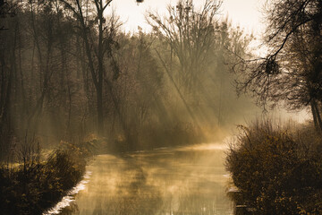 Tajemniczy poranek w lesie z mgłą i miękkim światłem  © Kacper
