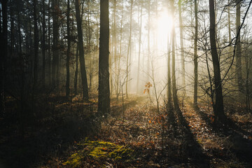Złote światło o wschodzie w lesie, promienie między drzewami  
